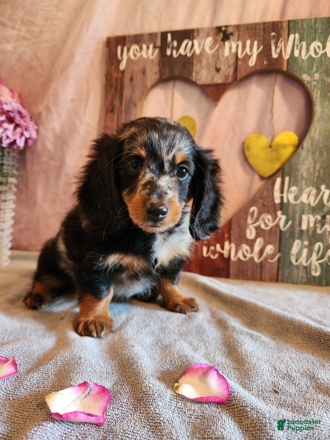 Miniature Dachshund dogs for sale: Oliver - Image 6