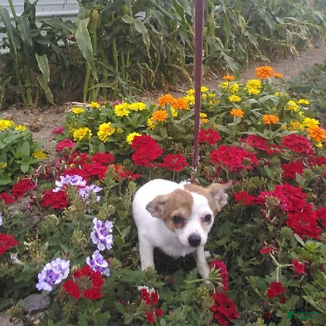 Chihuahua dogs for sale: Nettie - Image 5