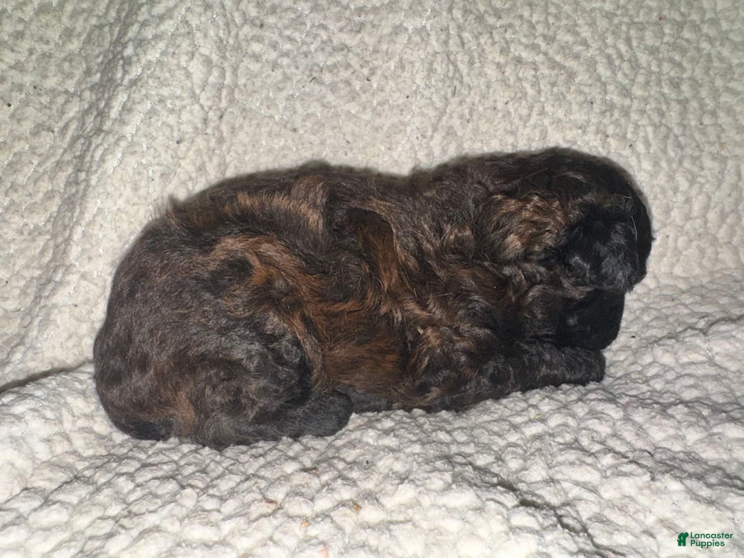 Miniature Poodle dogs for sale: Chocolate Male With Tints Of Red - Image 2