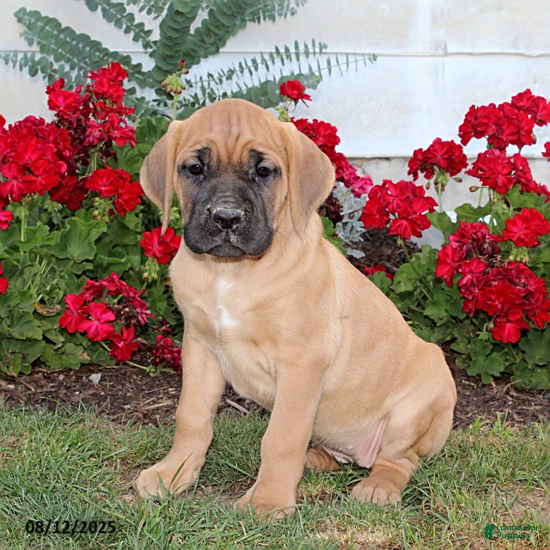Cane Corso dogs for sale: Dolly - Image 1