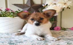 Papillon dogs for sale: Pongo - Image 21