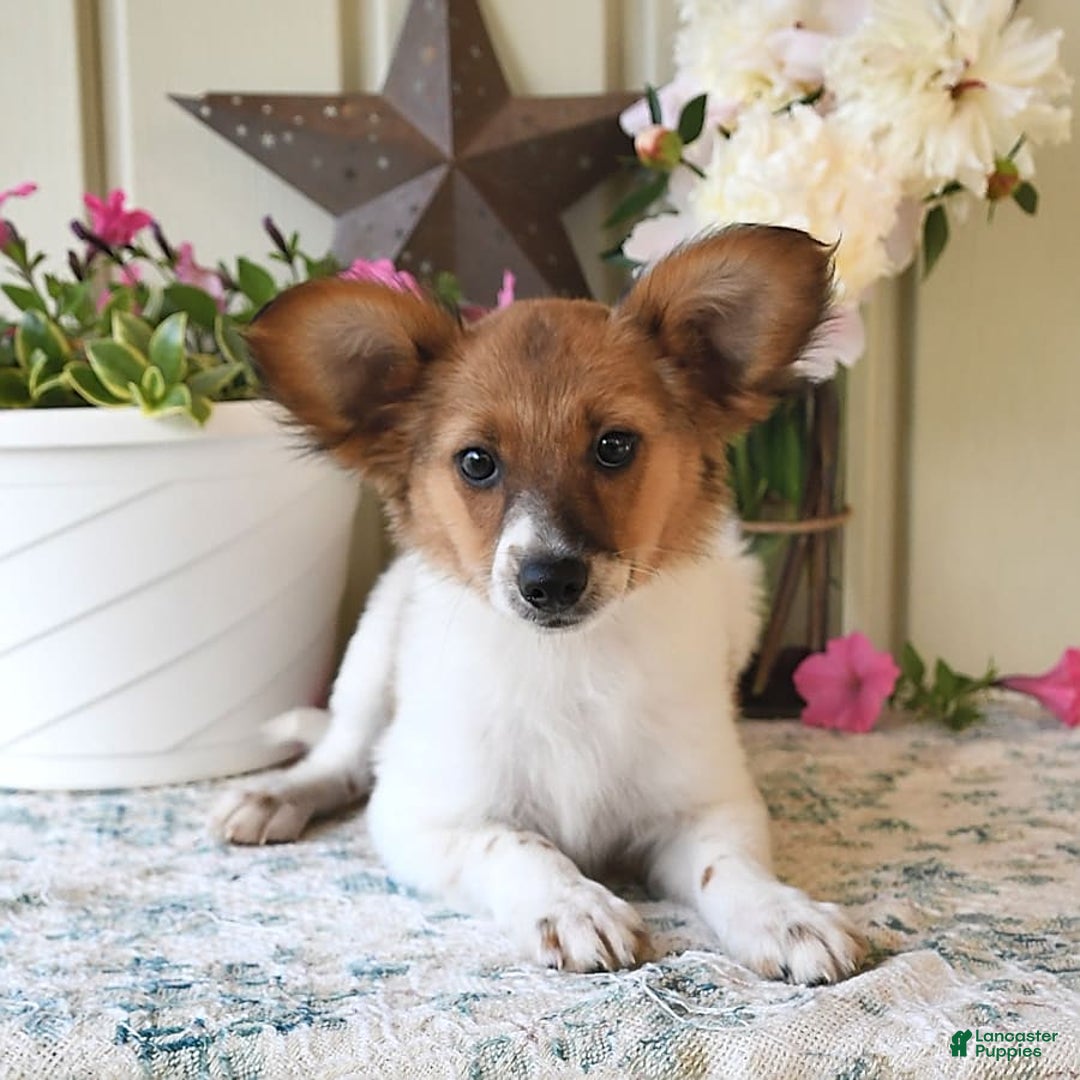 Papillon dogs for sale: Pongo - Image 21
