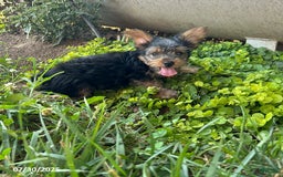 Yorkshire Terrier dogs for sale: Mellow - Image 3