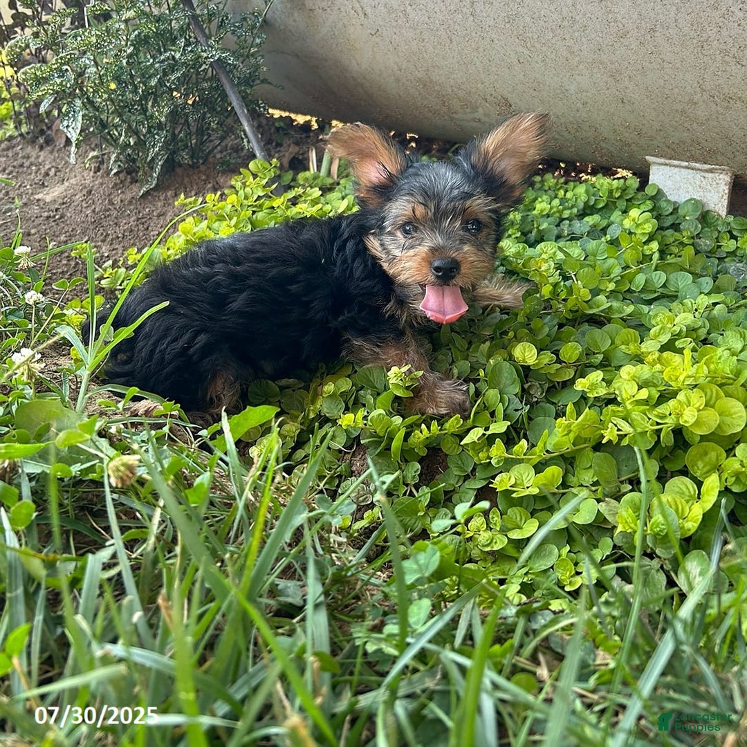 Yorkshire Terrier dogs for sale: Mellow - Image 3