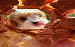 Cavachon dogs for sale: Paws - Image 4
