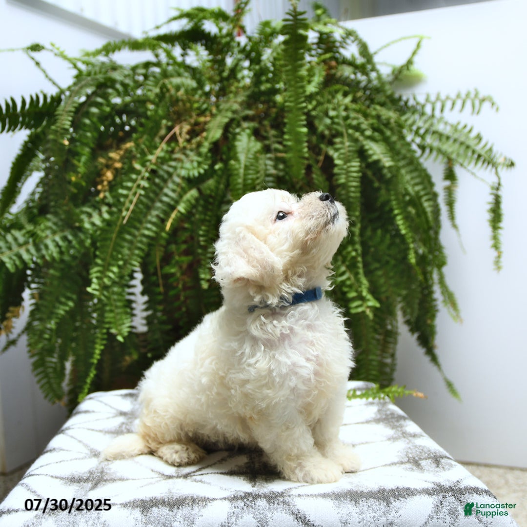 Bichon Frise dogs for sale: Zeke - Image 2