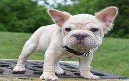 French Bulldog dogs for sale: Rayna Big Rope Velvet Fluffy - Image 13
