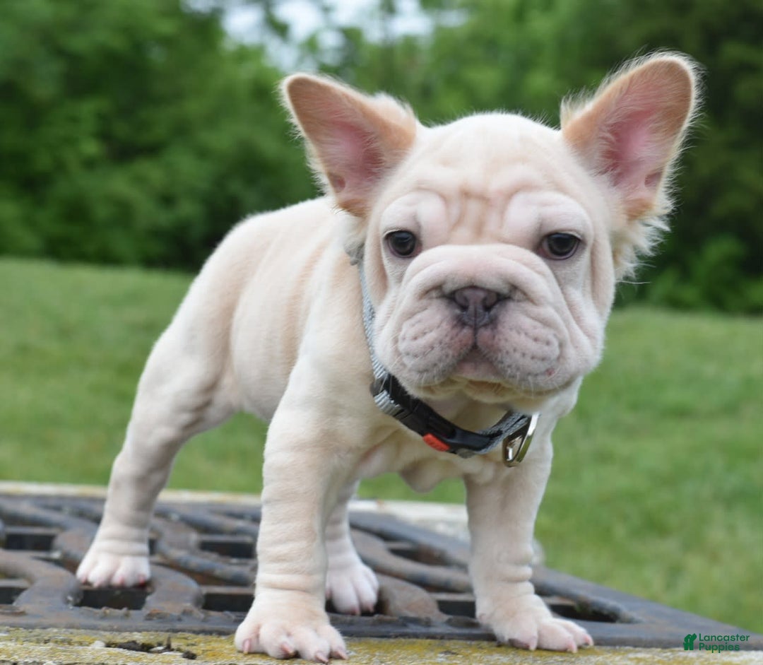 French Bulldog dogs for sale: Rayna Big Rope Velvet Fluffy - Image 13