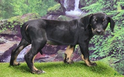 Catahoula Leopard Dog dogs for sale: Jesse 2025 Female 1 - Image 8