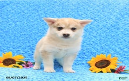 Pomsky dogs for sale: Marshmallow - Image 2