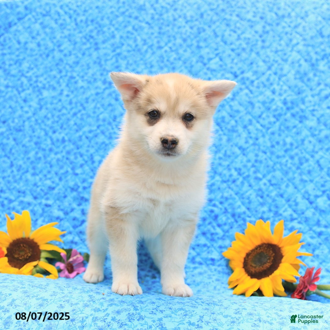 Pomsky dogs for sale: Marshmallow - Image 2