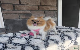 Pomeranian dogs for sale: Kylie - Image 21