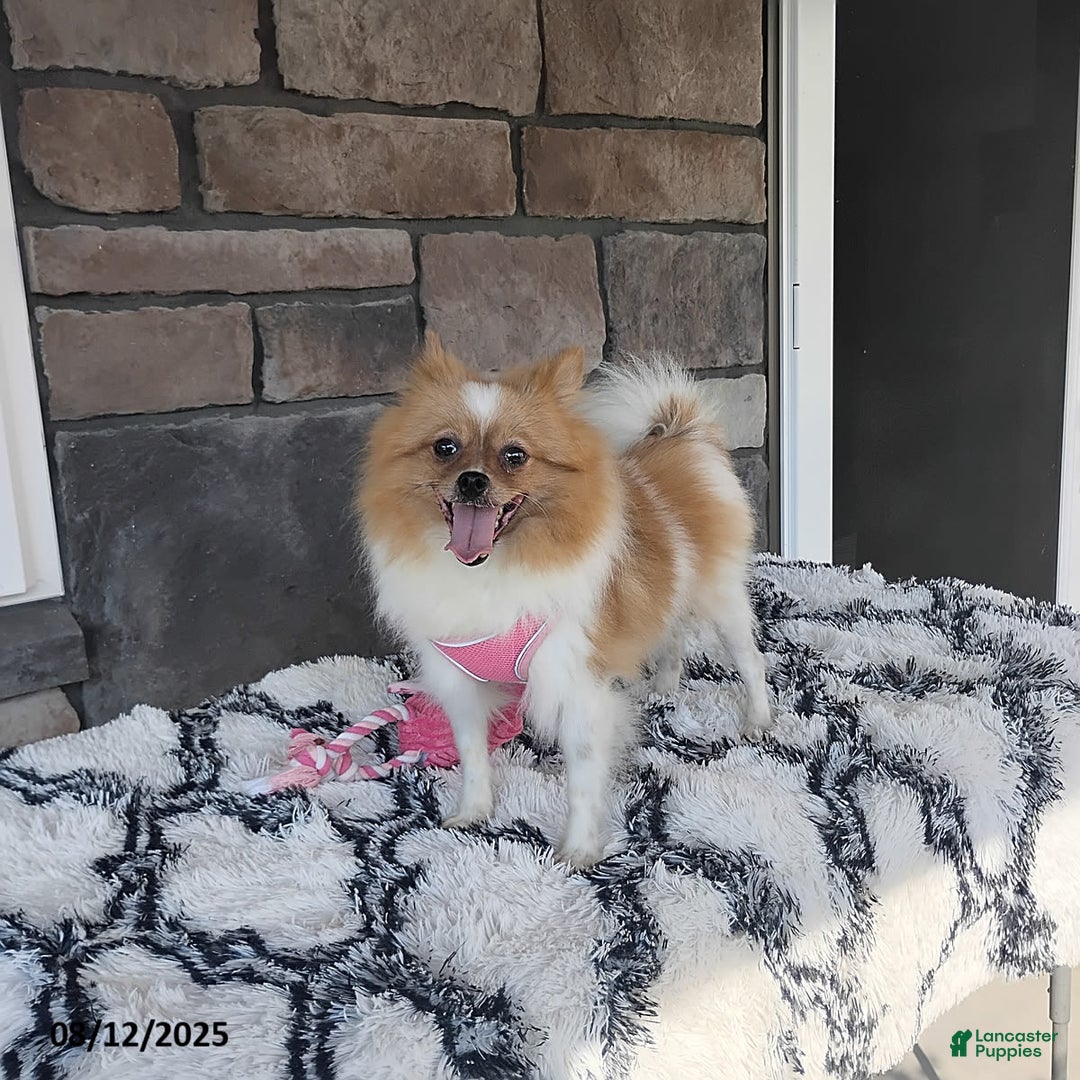 Pomeranian dogs for sale: Kylie - Image 21
