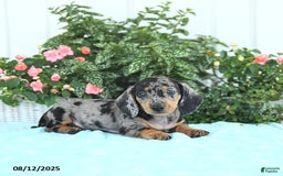 Miniature Dachshund dogs for sale: Nash - Image 2