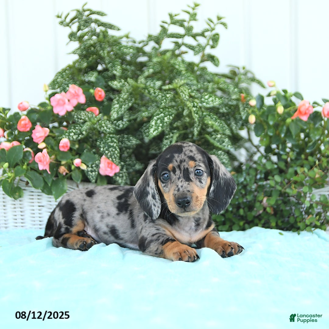 Miniature Dachshund dogs for sale: Nash - Image 2