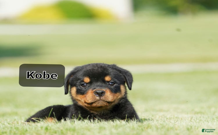 Rottweiler dogs for sale - Ad 4