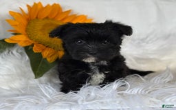Morkie dogs for sale: LOGAN - Image 5