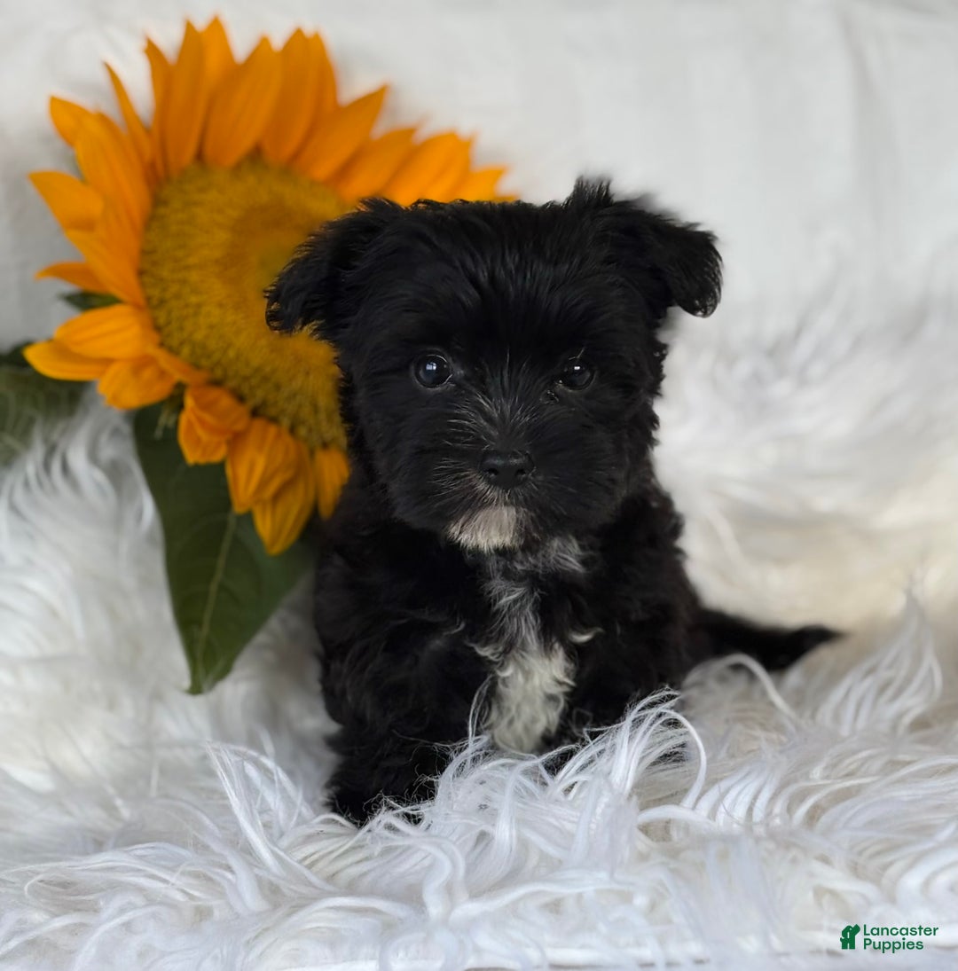 Morkie dogs for sale: LOGAN - Image 5