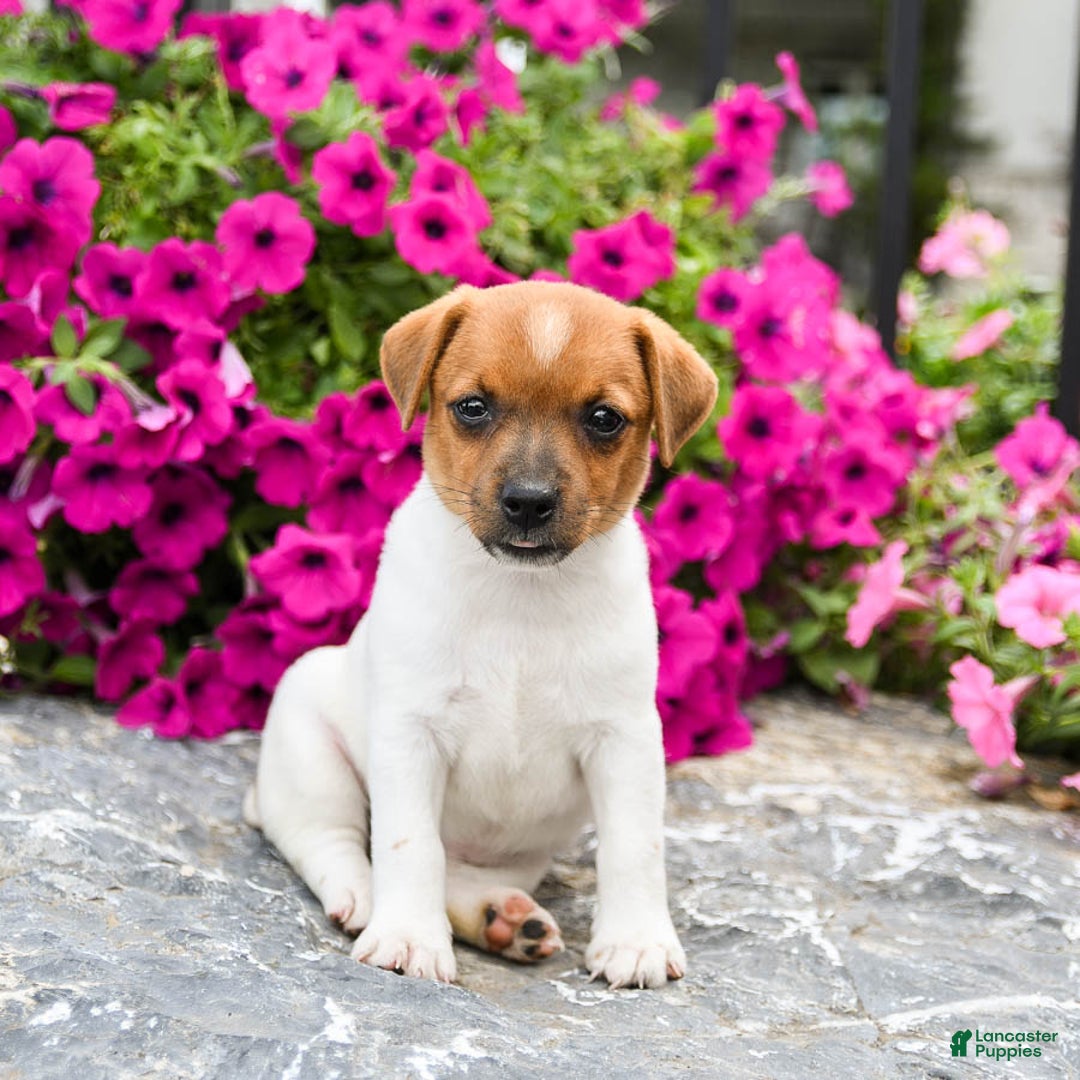 Jack Russell Terrier dogs for sale: Marsha - Image 3