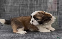 Shih Tzu dogs for sale: Biscuit - Image 6