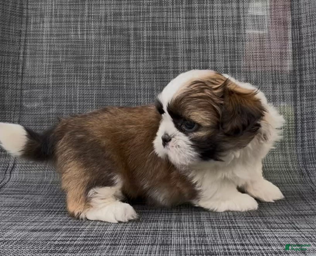 Shih Tzu dogs for sale: Biscuit - Image 6