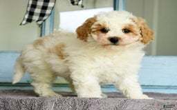 Havapoo dogs for sale: Daisy - Image 6