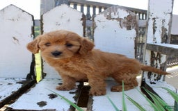 Mini Goldendoodle dogs for sale: Vicky - Image 2