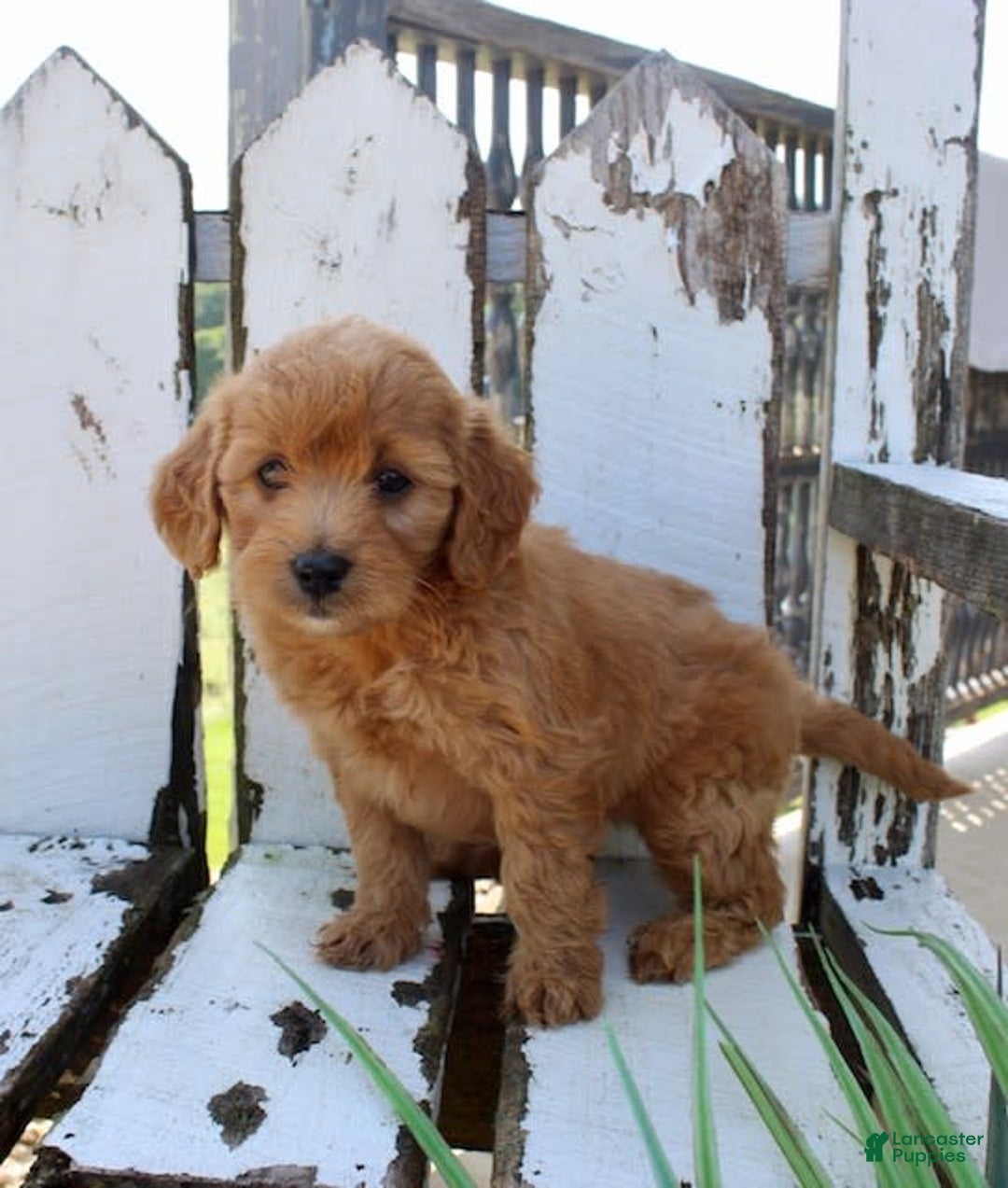 Mini Goldendoodle dogs for sale: Vicky - Image 2