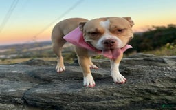 American Bully dogs for sale: Beauty - Image 4