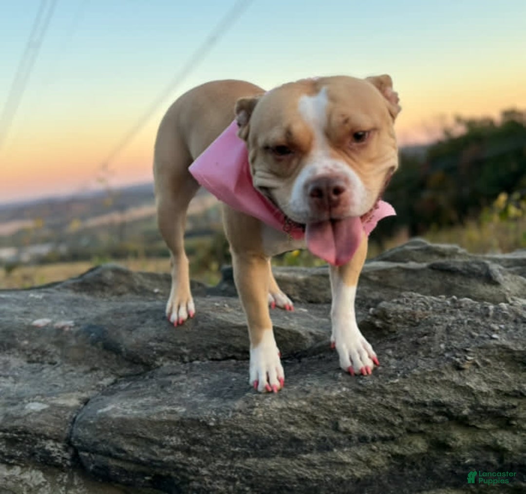 American Bully dogs for sale: Beauty - Image 4