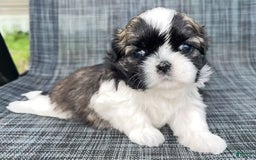 Shih Tzu dogs for sale: Teddy - Image 2