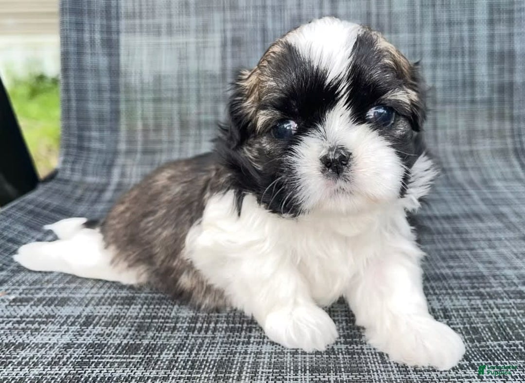 Shih Tzu dogs for sale: Teddy - Image 2