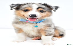 Australian Shepherd dogs for sale: Ronnie - Image 5