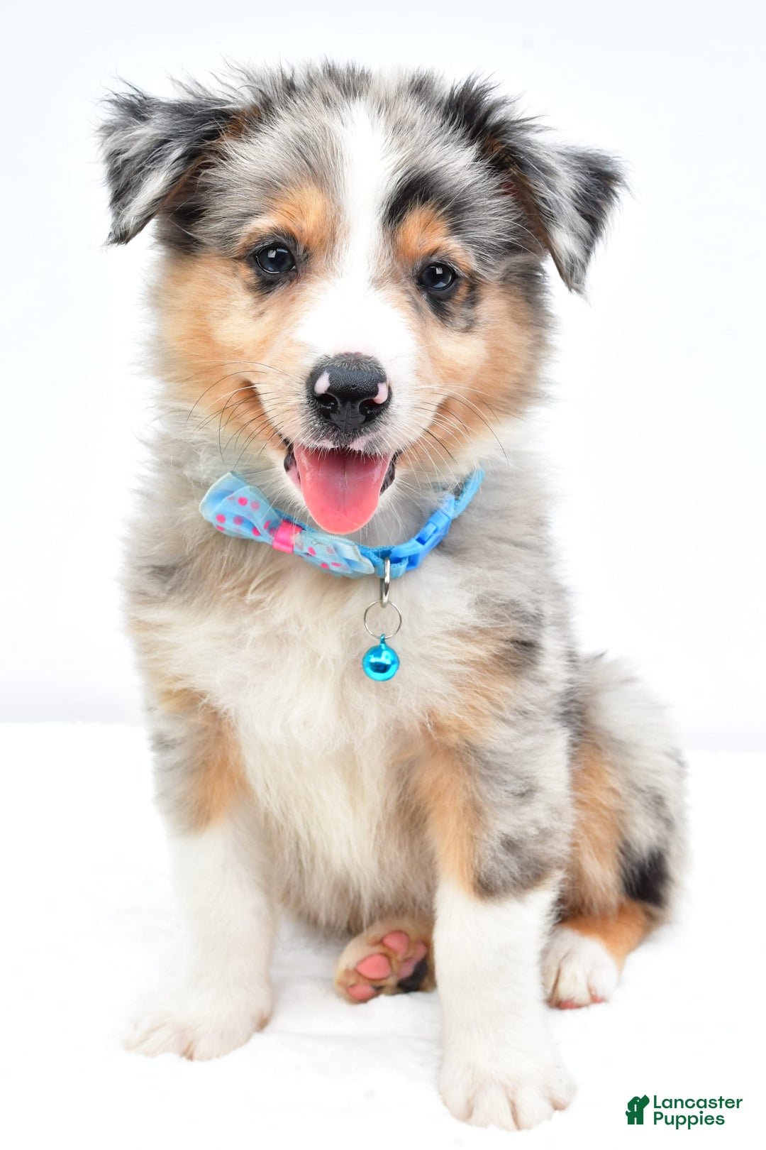 Australian Shepherd dogs for sale: Ronnie - Image 5
