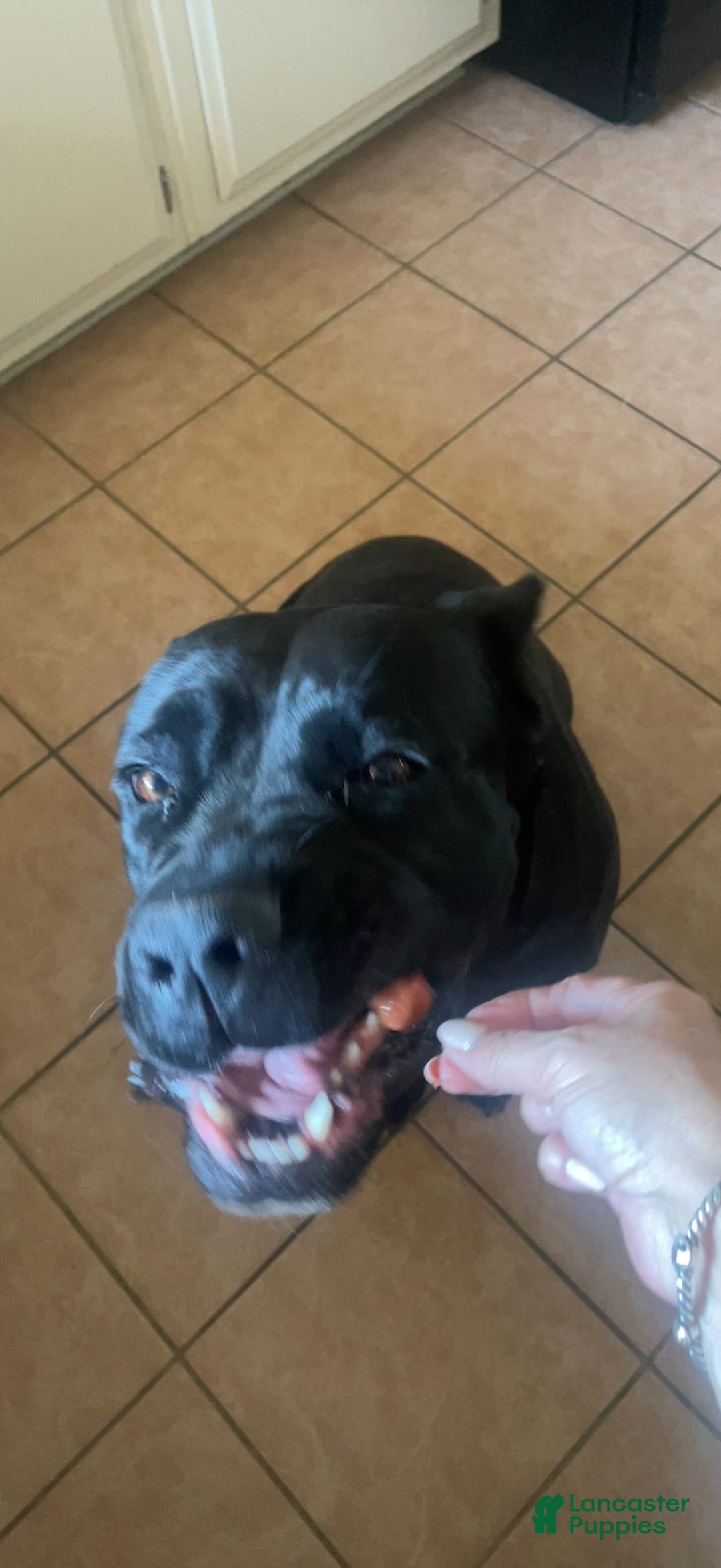 Cane Corso dogs for sale: Missy Eliot - Image 2