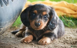 Miniature Dachshund dogs for sale: Fernando - Image 8