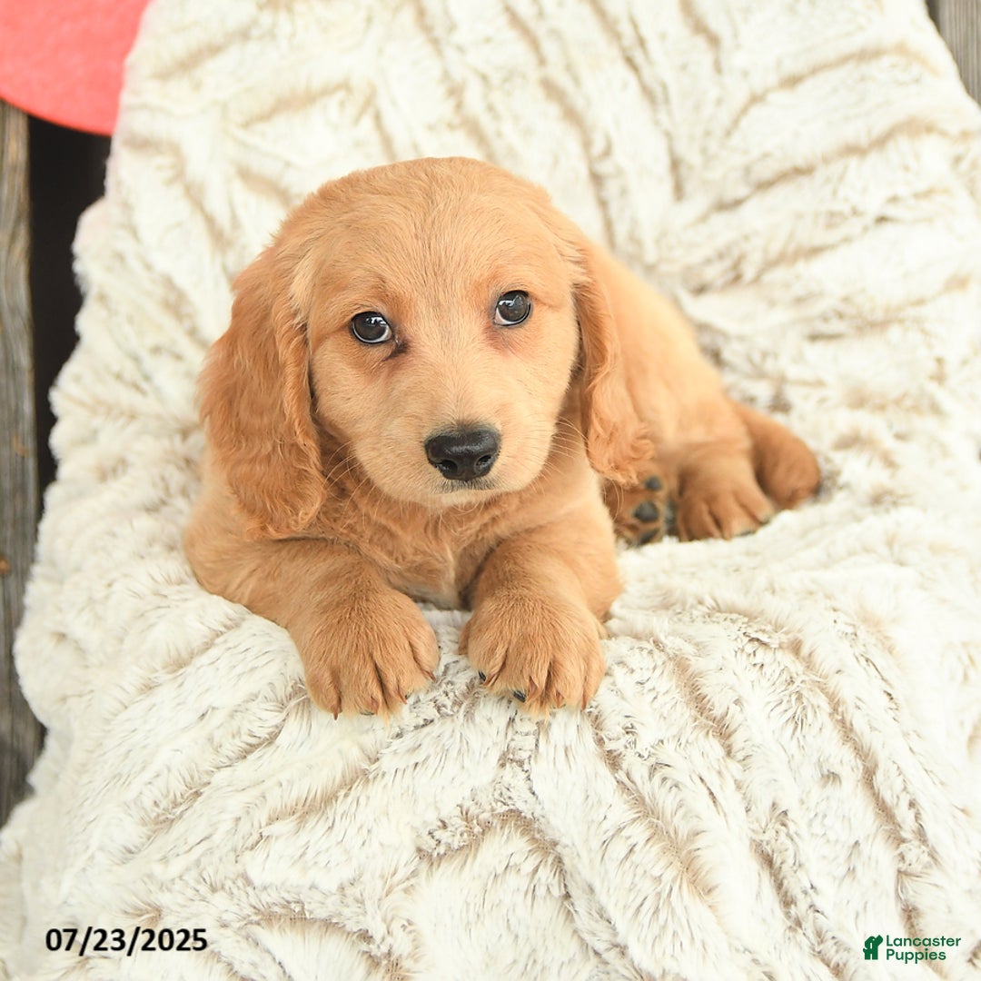 Mini Goldendoodle dogs for sale: Mac - Image 5