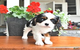 Cavalier King Charles Spaniel dogs for sale: Lola - Image 1