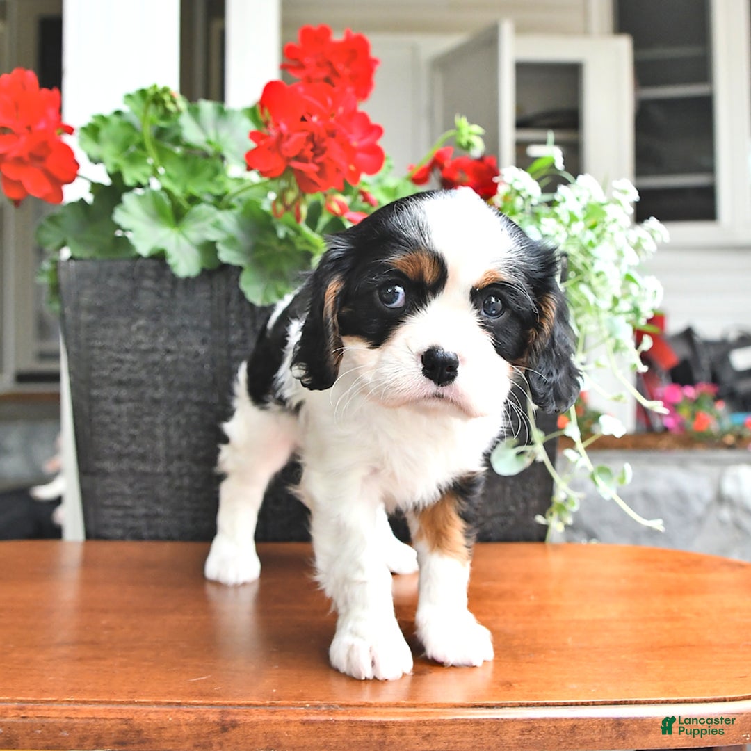 Cavalier King Charles Spaniel dogs for sale: Lola - Image 1