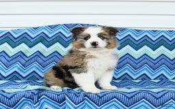 Miniature Australian Shepherd dogs for sale: Blue Eyes - Image 3