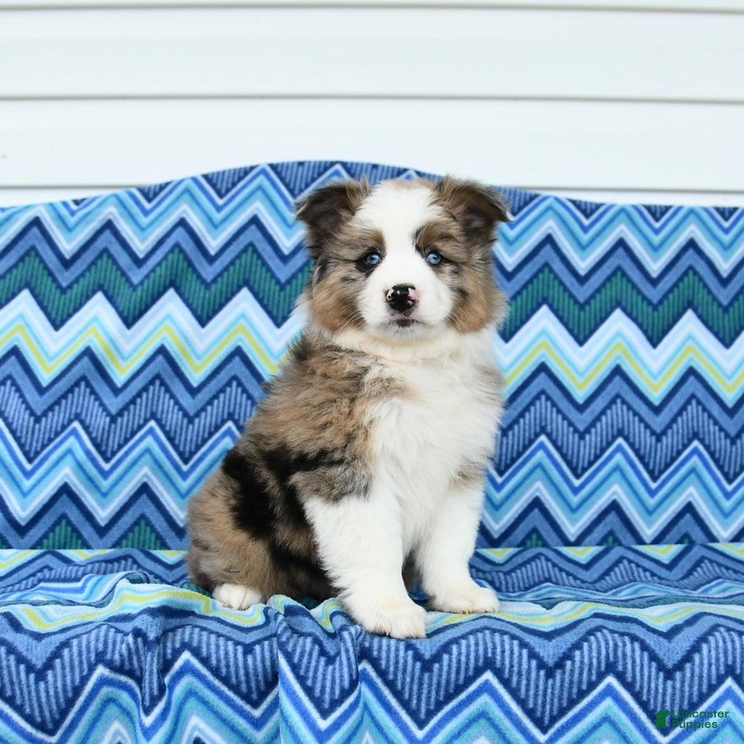 Miniature Australian Shepherd dogs for sale: Blue Eyes - Image 3