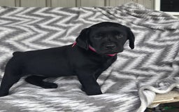 Labrador Retriever dogs for sale: Chelsea - Image 5