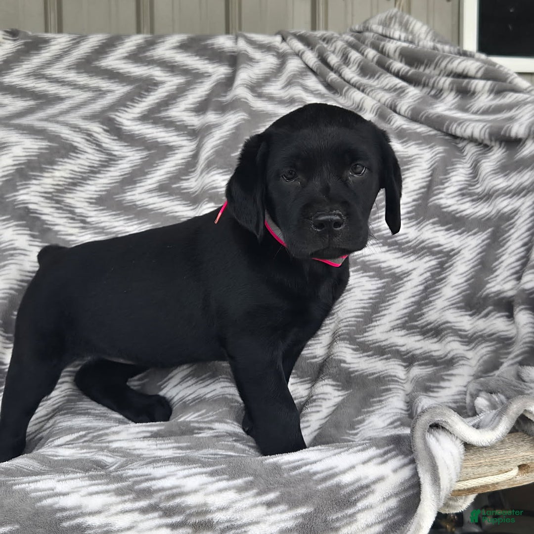 Labrador Retriever dogs for sale: Chelsea - Image 5