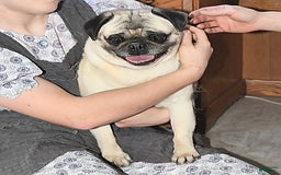 Pug dogs for sale: Lily - Image 6