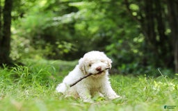 Lagotto Romagnolo dogs for sale: Fabio - Image 7