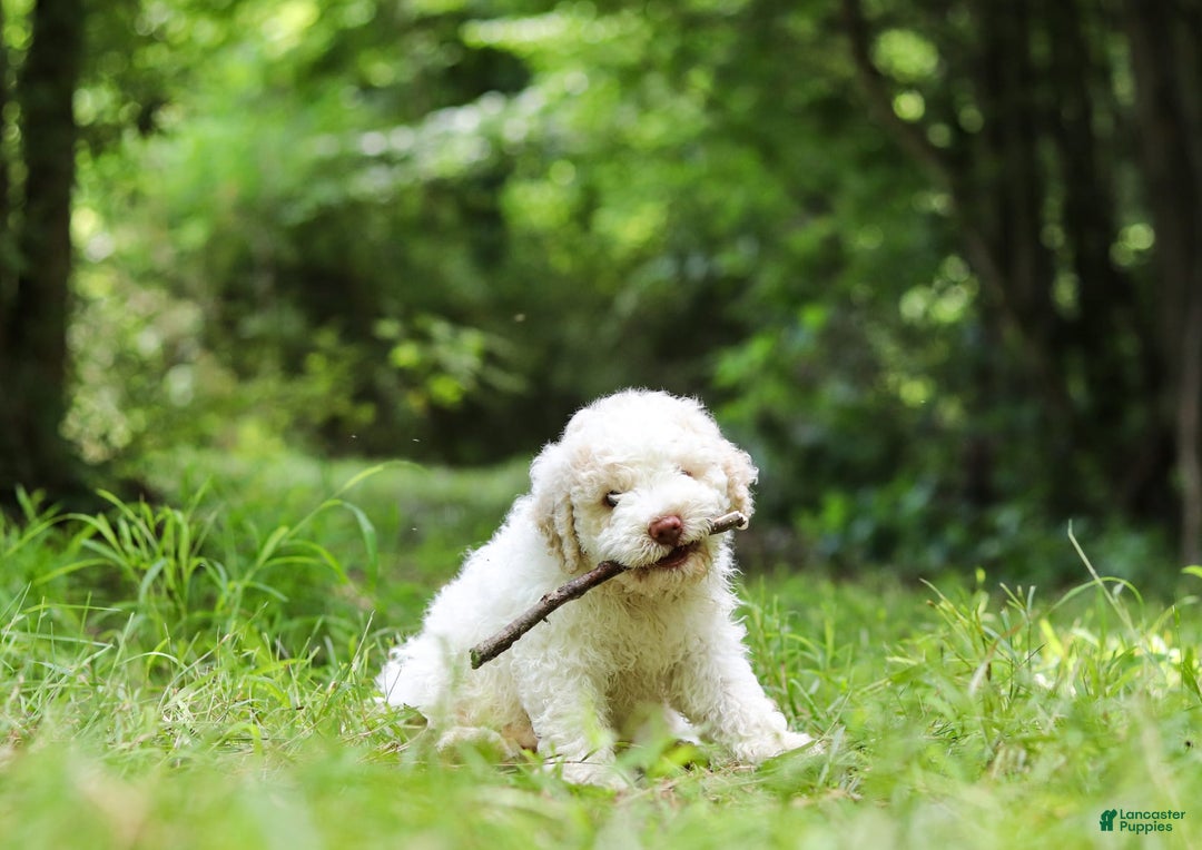 Lagotto Romagnolo dogs for sale: Fabio - Image 7
