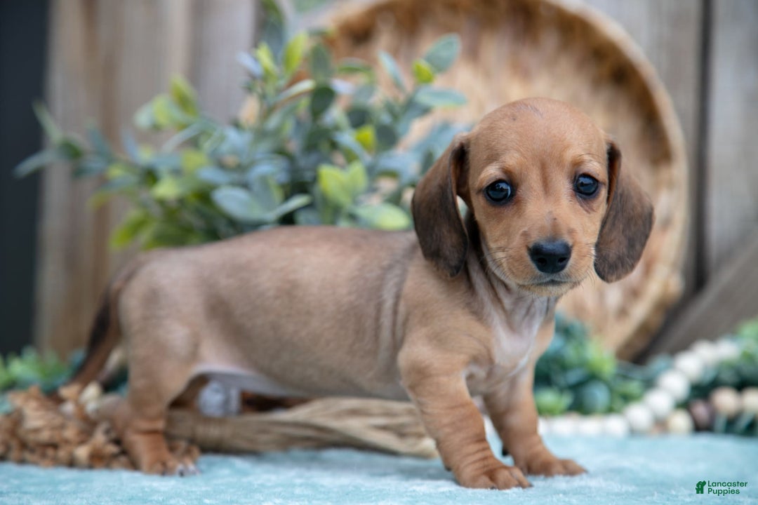 Miniature Dachshund dogs for sale: Bailey - Image 1