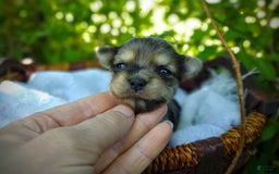 Morkie dogs for sale: Rare Merle Butterfly - Image 16