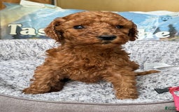 Standard Poodle dogs for sale: Violet Pink Collar Poodle - Image 3