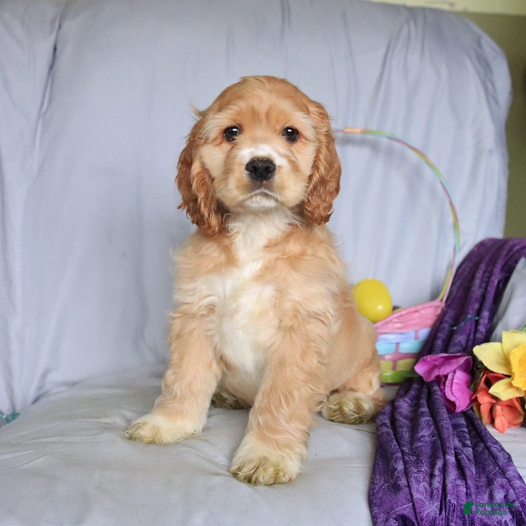 Cocker Spaniel dogs for sale: Huck - Image 5